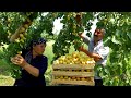 Harvesting a Lot of Apricots for Drying, Relaxing Video