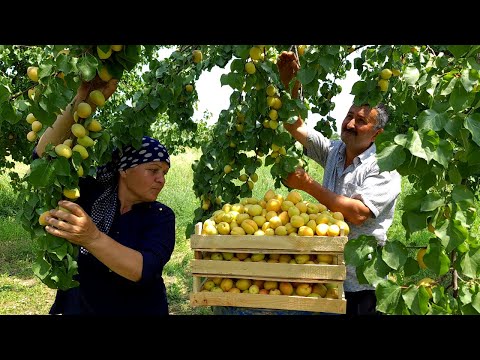 Harvesting a Lot of Apricots for Drying, Relaxing Video