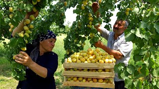 Harvesting a Lot of Apricots for Drying, Relaxing Video