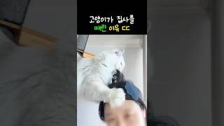 고양이가 집사를 때린 이유ㄷㄷ