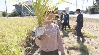 小学生が稲刈り体験 酒造りに適した山田錦を収穫 「刈ったものがお酒になるのはちょっとうれしい」