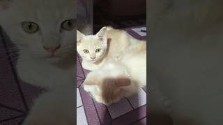 cute cat #cutevideo #cat