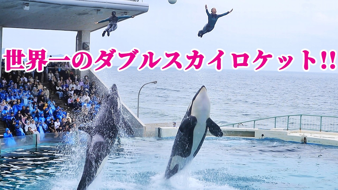 オープニング「ダブルスカイロケット」最高!! 鴨川シーワールド シャチショー KamogawaSeaWorld orca killerwhale