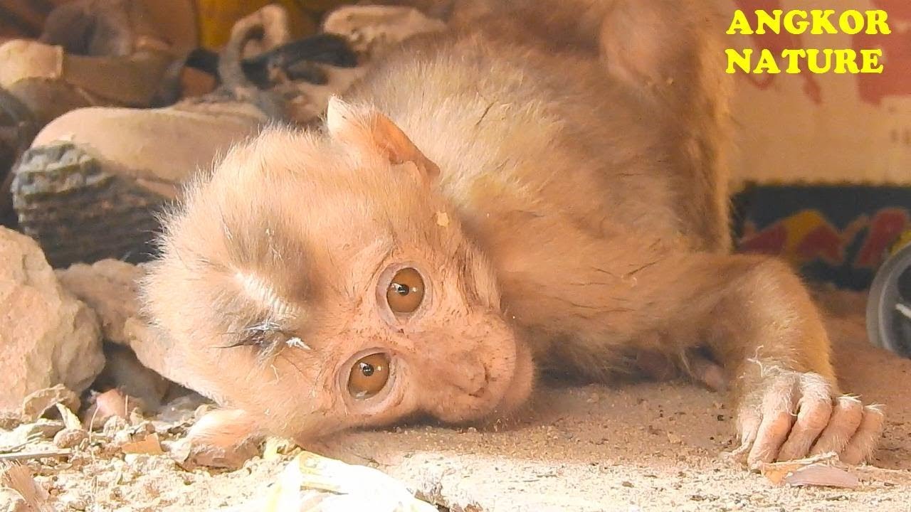 Update Poor abandoned monkey Axel couldn't join in Amber group | Angkor Nature