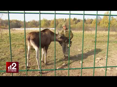 Кому мешает питомник и лосята?! | видео