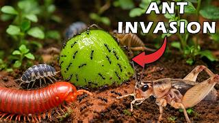 Download Lagu I Built a Mini Bug Ecosystem MP3 Download Lagu I Built a Mini Bug Ecosystem MP3