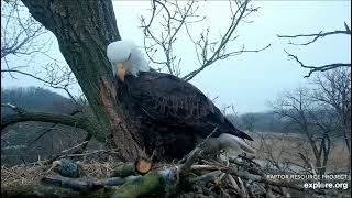 Decorah Eagles 4-5-23, 7:08 am, HD meets DH1