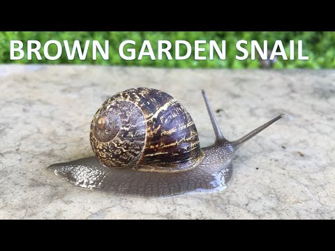 Brown Garden Snail Cornu Aspersum Pest In Our California Gardens 