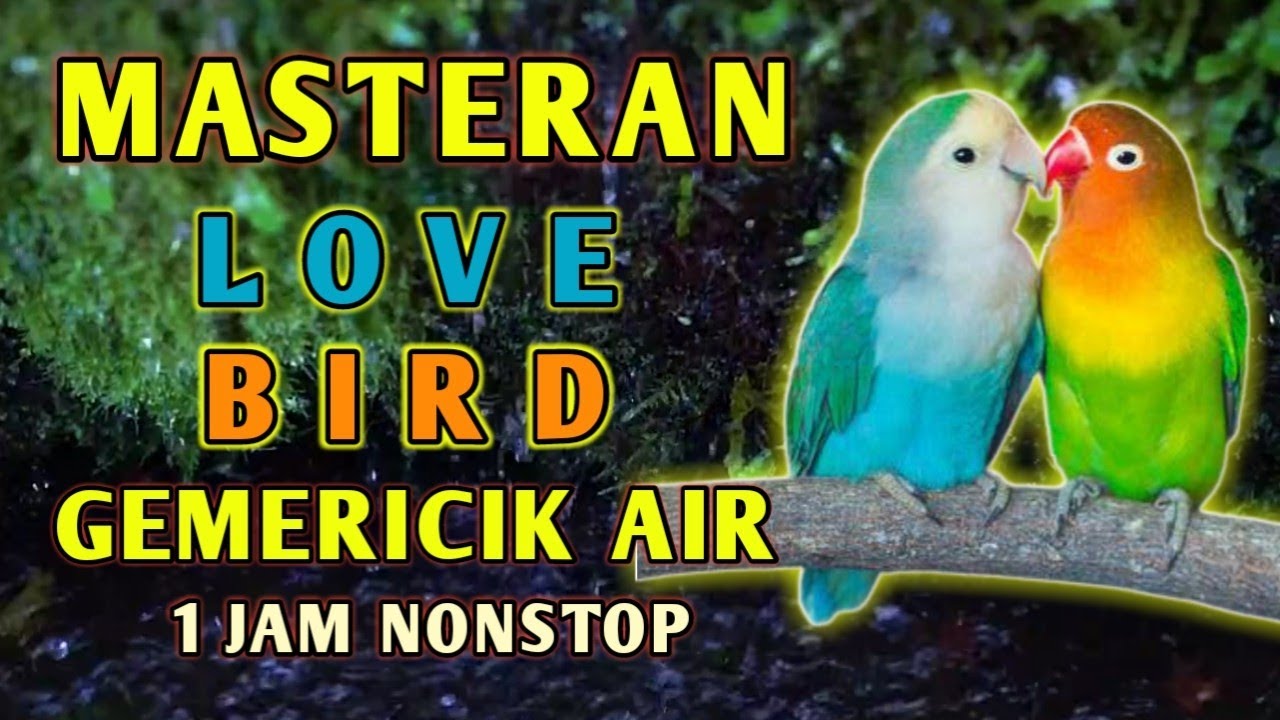 Masteran Suara Burung Love Bird Lb durasi Panjang dengan gemericik air Untuk Terapi dan Pancingan