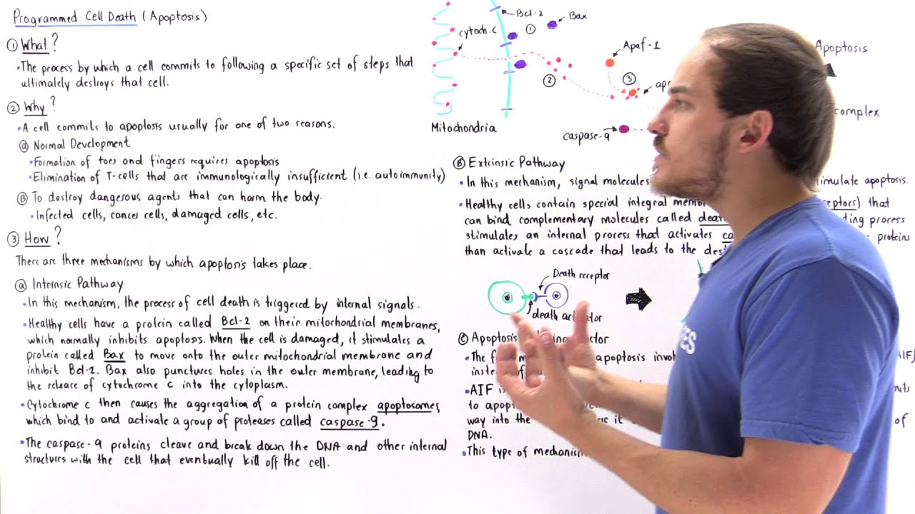Apoptosis (Programmed Cell Death)