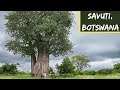 Wet Season Safaris | Botswana | Chobe4x4 | Ep 2