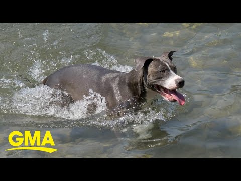 Wideo: Uratuj Pit Bull'a Almost Find Foolproof Way To Snuggle ze swoim ulubionym chłopakiem przez cały dzień