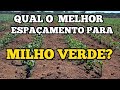 Qual o melhor ESPAÇAMENTO para sua lavoura de MILHO VERDE?