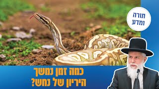 הרב זמיר כהן - כמה זמן נמשך הריון של נחש?