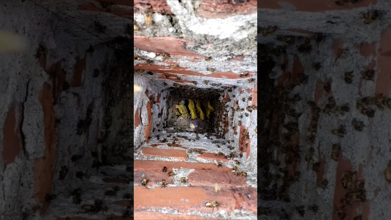We Saved 20k Bees In A Chimney With A Fishing Pole!
