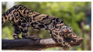 Дымчатый Леопард: невероятно красивая и редкая хищная кошка. Интересные факты о Дымчатом Леопарде