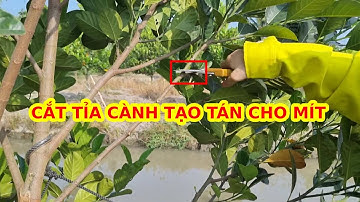 CÁCH CẮT TỈA CÀNH TẠO TÁN CHO CÂY MÍT RUỘT ĐỎ XƠ VÀNG CÓ 2 NGỌN