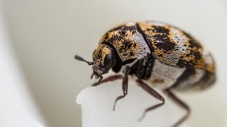 new carpet beetle facts, how to get rid of carpet beetles