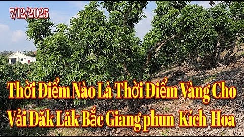 Thời Điểm Nào Là Thời Điểm Vàng Cho Vải Đăk Lăk Bắc Giang Phun Kích Hoa