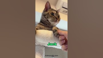 Top 10 male cat names of 2023. #cat