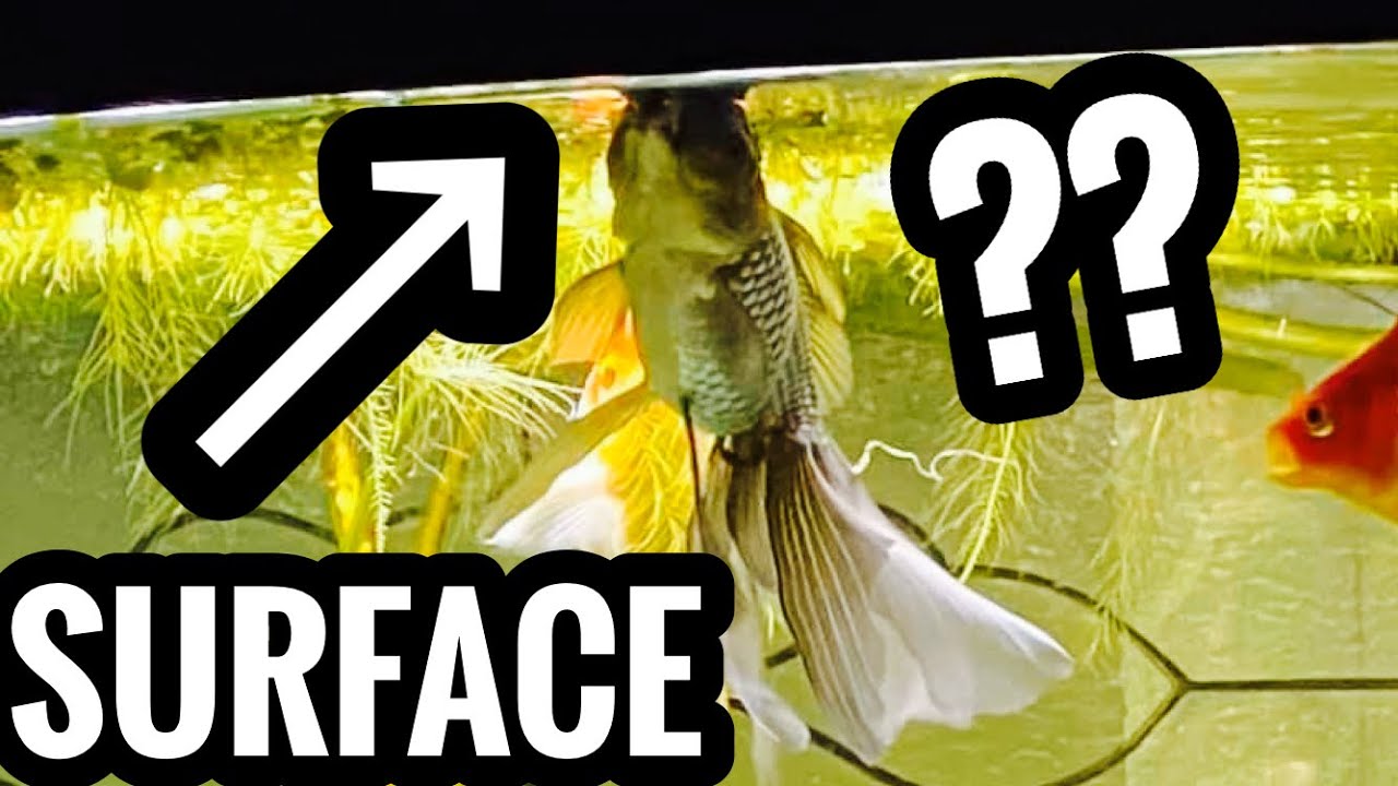 Fish Are Gasping At Surface For Air? Top Of The Tank - Youtube