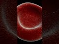 #redbloodcells #3danimation #medicalanimation #3dsmax #scientificanimation