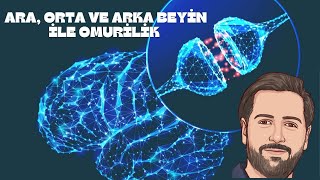 Ara, Orta Ve Arka Beyin Ile Omurilik Sinir Sistemi Detaylı Anlatım 2026 Yks Biyoloji