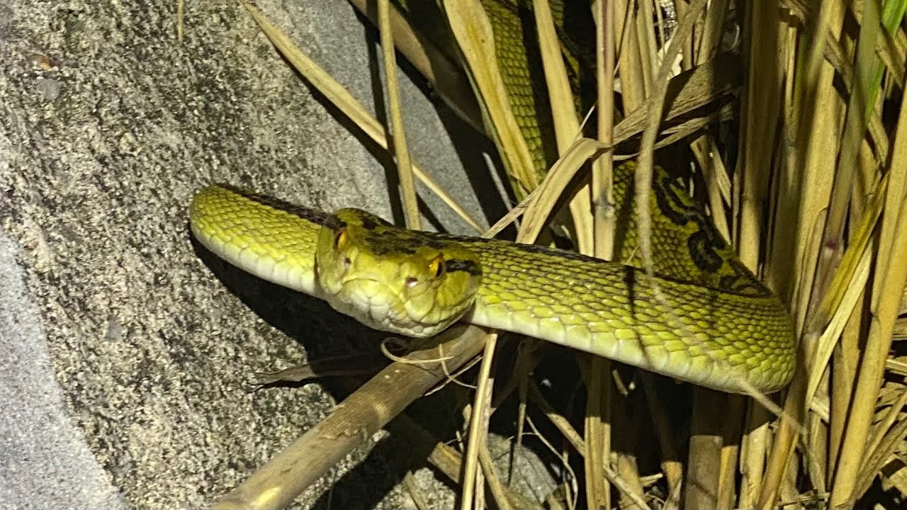 沖縄で猛毒をもつ危険生物に大興奮しました