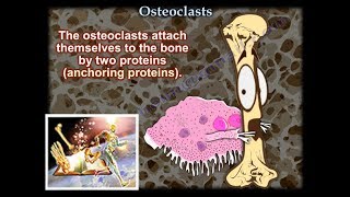 Osteoclasts - Everything You Need To Know - Dr. Nabil Ebraheim