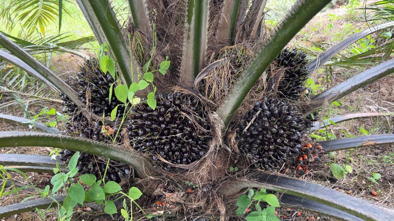 Ini yang saya lakukan terhadap bibit abal abal