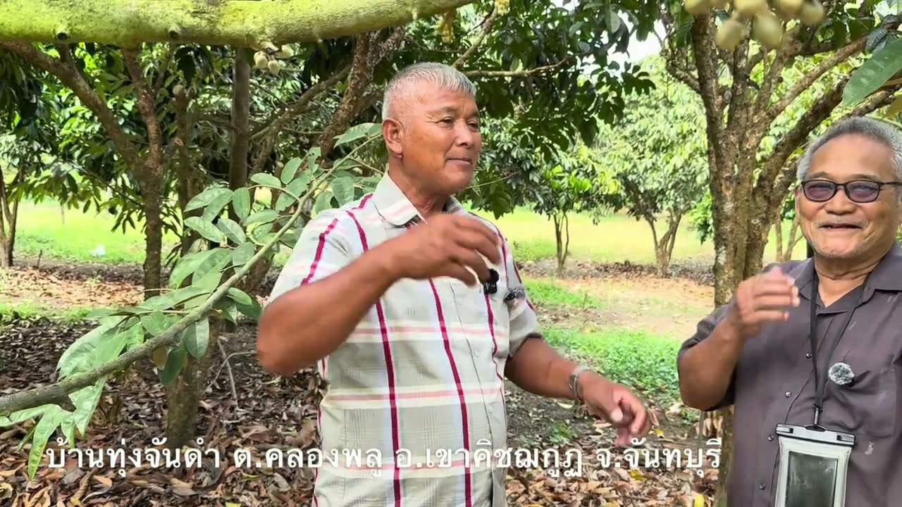 สารปรับปรุงดิน ฟอสโฟยิปไลฟ์ใช้ในสวนทุเรียนช่วงออกดอกติดผลได้ไหม อ.พรต | บ่าวยุทธพาจ้วด