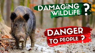 REWILDING BRITAIN  The Controversial Story of Wild Boar