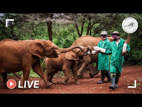 Video: Sloní sirotinec Sheldrick, Nairobi: Kompletný sprievodca