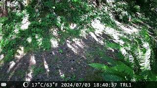 Buck Sighting At Trail Cam 1 July 3, 2024, 640 Pm - Big Es Trail Cam Chronicles