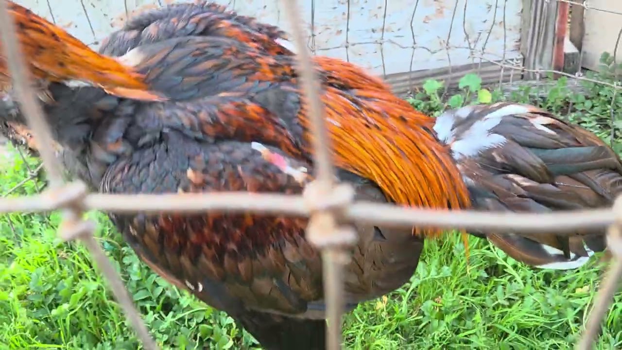 Qaib Pakoy 100 (ลูกเจ้าทองแท้)