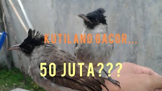 Kicau Burung Kutilang 50 juta | Gacor Abiss..