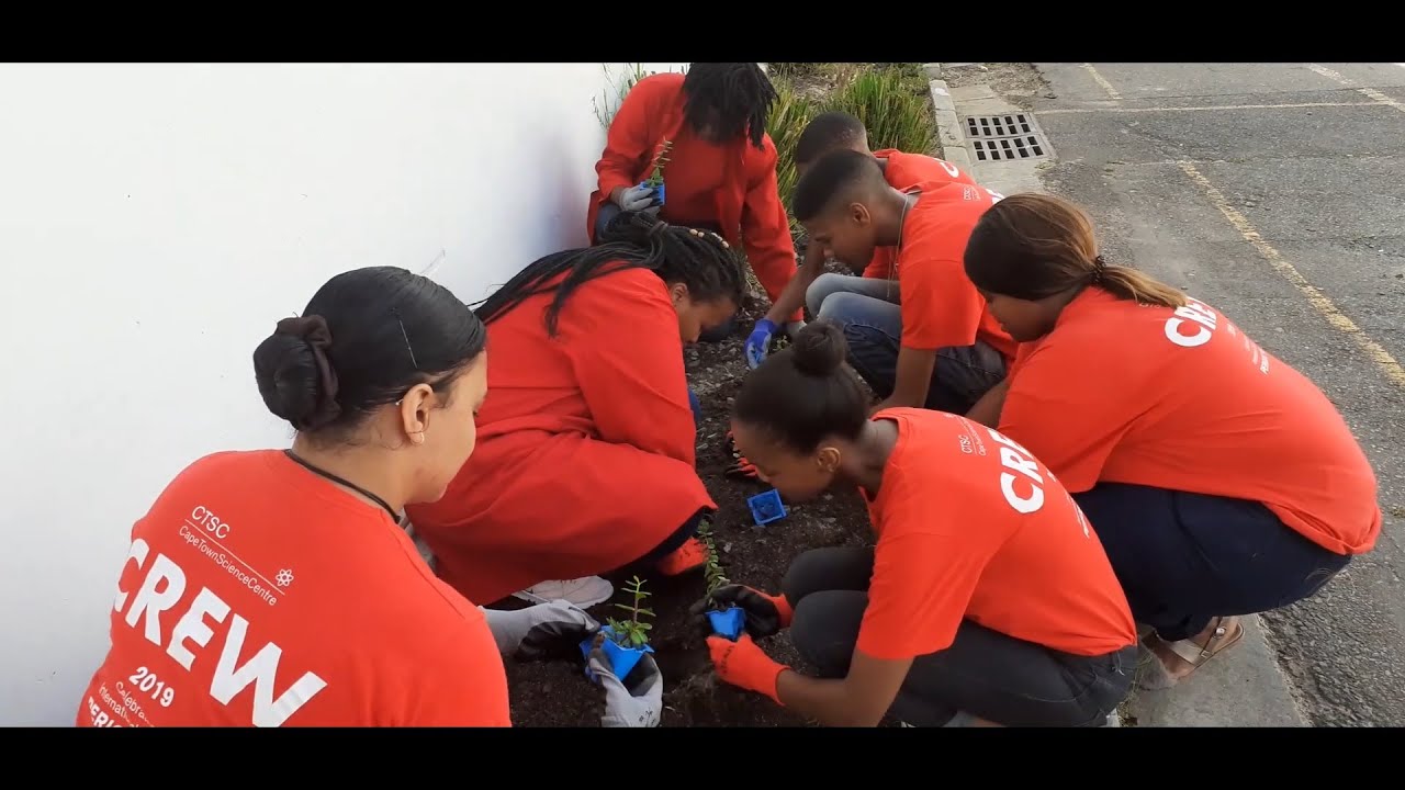 The amazing Spekboom - Taking on the Spekboom Challenge | 2020 International year of Plant Health