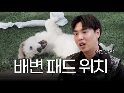 [반려견 노트] 강아지 배변 패드 위치 정하는 법! | 진앤퍼 | 오세훈 훈련사 | 배변 교육