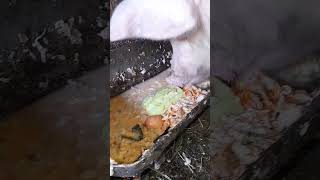 Pig is eating slop & pumpkin asmr countryside kitchenwaste pigfood haram eatingslop dinner