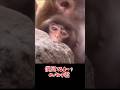 #がんばれパンチ君 #パンチ君 #monkey #punch #animals #市川市動植物園 #zoo #パンチくん #cute #punchmonkey #babymonkey