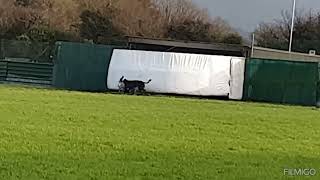 Lixnaw coursing finals 2024 with Magical Fionn declared winner of the feature event.