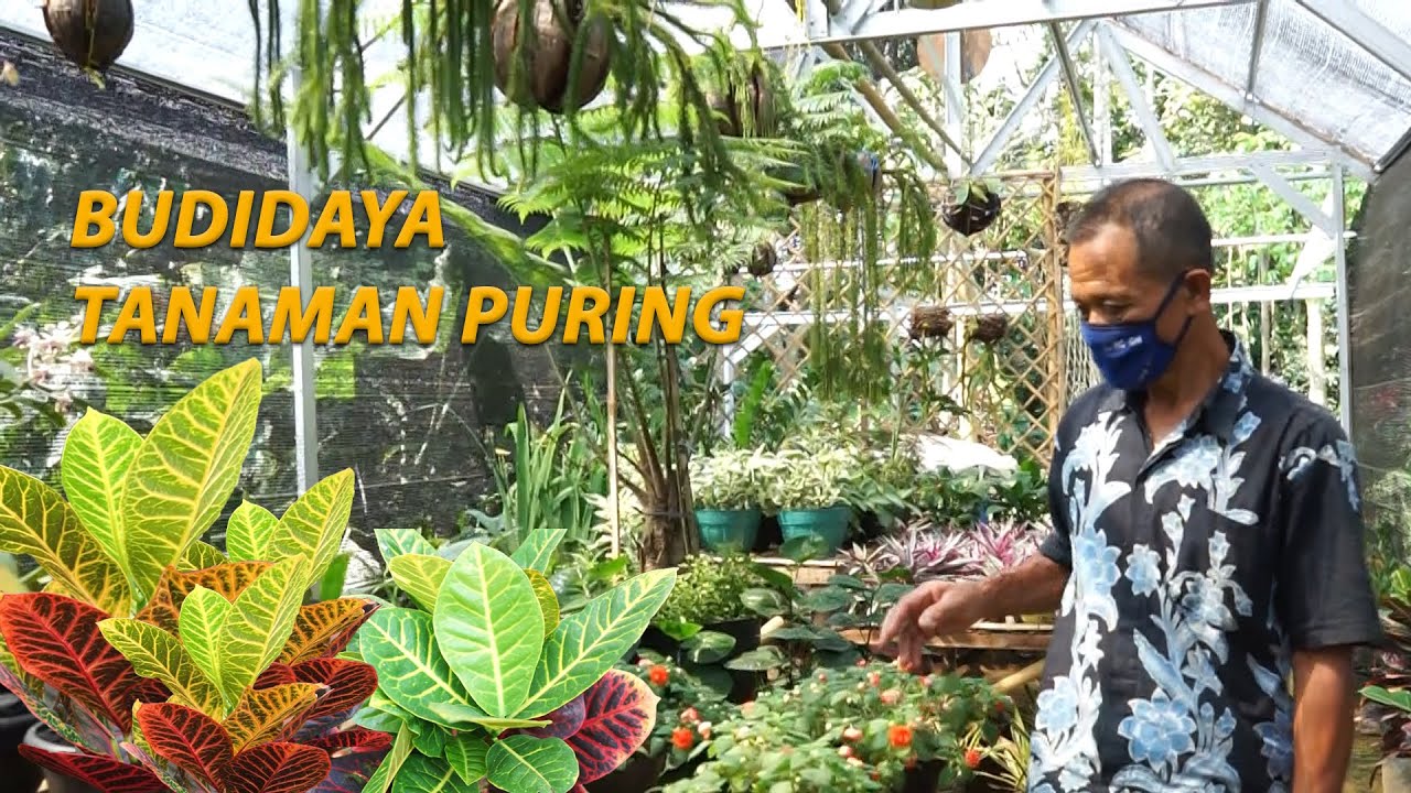 Episode 4  - Sukses Budidaya Tanaman Puring paling mahal 1,5Jt