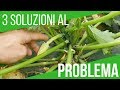 LE ZUCCHINE DIVENTANO GIALLE E MARCISCONO: SOLUZIONE |  How to grow Italian zucchini