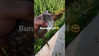 Dapet Burung Sawah