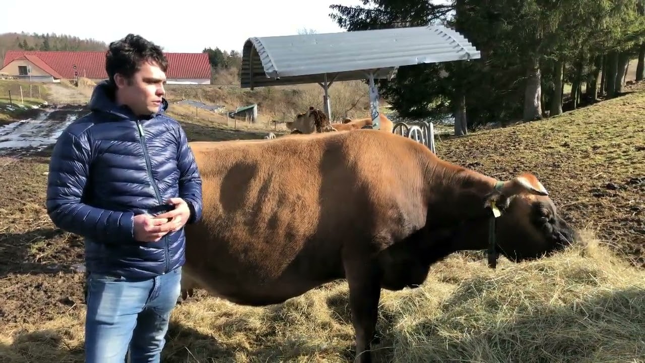 Parazitické vosičky a dravé mouchy účinně redukují výskyt obtěžujícího hmyzu ve stájích