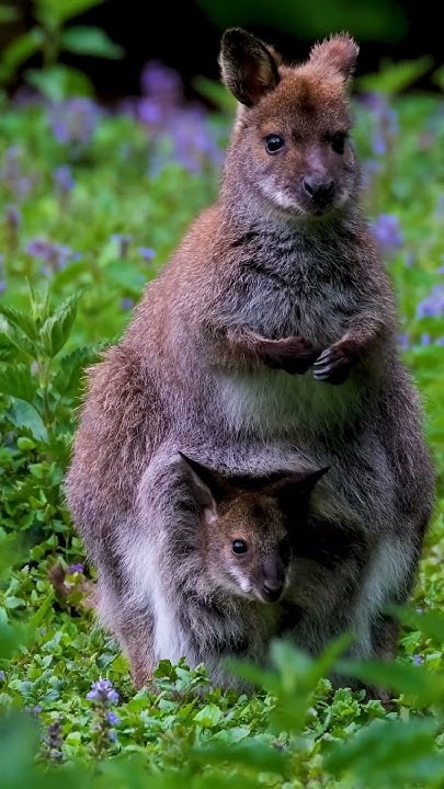 how-long-do-baby-kangaroos-stay-in-their-mother-s-pouch-facts