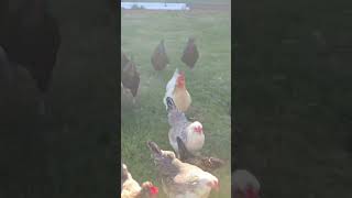 Chickens getting scratch #chicken #chickenlife #backyardchickens #farmanimals #farmlife #farmvlog