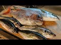 부산 외섬 선상 흘림낚시 with 참돔 부시리 대전갱이 회뜨기