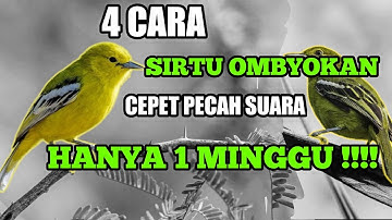 Merawat Burung Cipow Ombyokan , Perawatan Burung Sirtu ombyokan , Cara Agar Burung Cipow Cepat GACOR