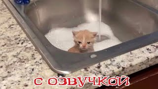 Приколы с котами! с озвучкой! САМЫЕ СМЕШНЫЕ ВИДЕО с котами! ЛЮБИМЫЕ смешные животные!